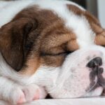 大人に選ばれる英会話 Gabaの実力を検証！レッスン内容・学習効果・メリットまとめ！